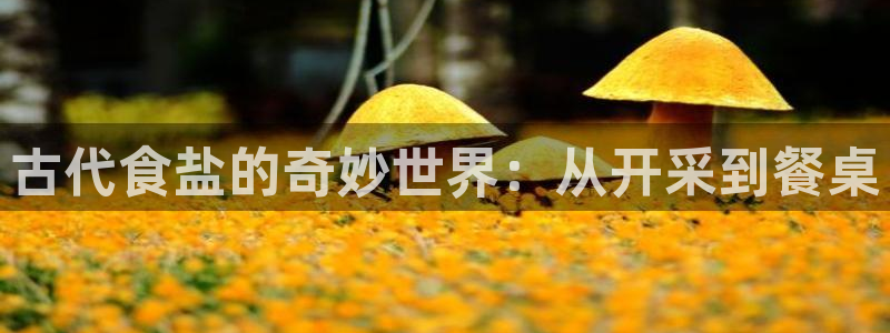 威九国际免费网络站