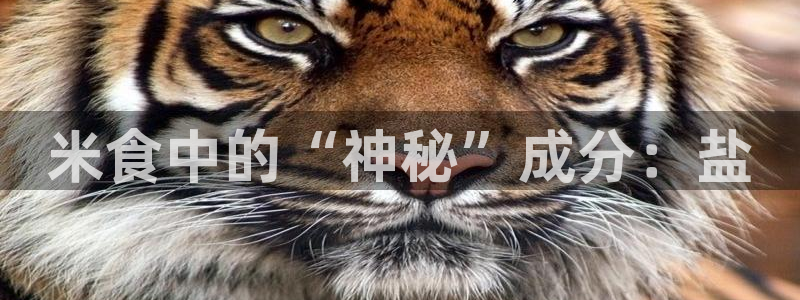 威九国际后爸